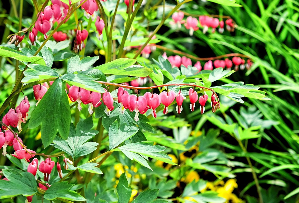 bleeding-heart-1346421_960_720.jpg