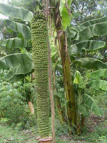 Bunch of bananas on a banana tree from our garden. #bananas