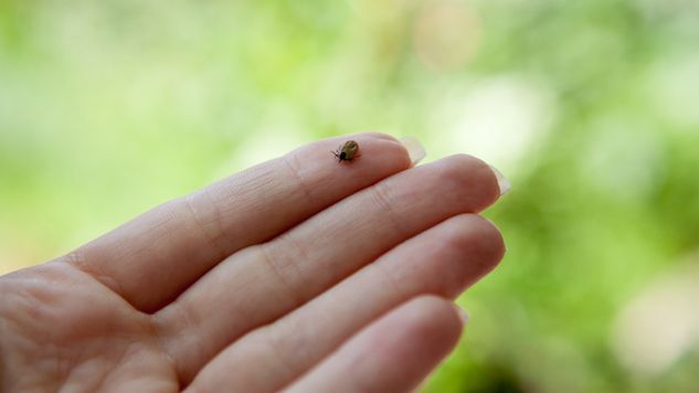 lyme main-1.jpg