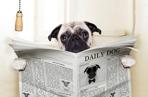 puppy potty training 101