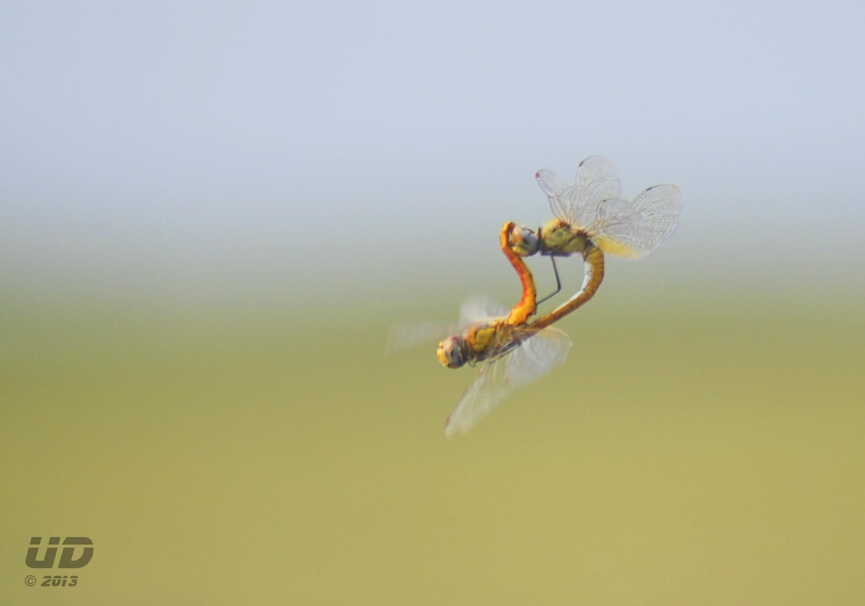 dragonflies midair.jpg