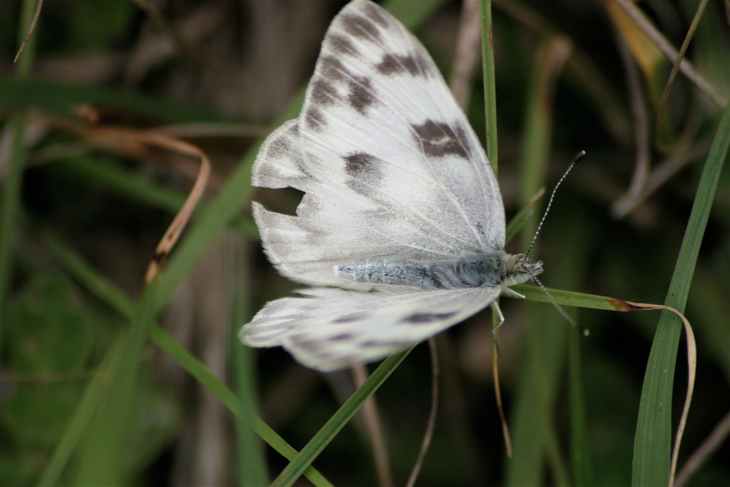 butterfly different 3 .jpg