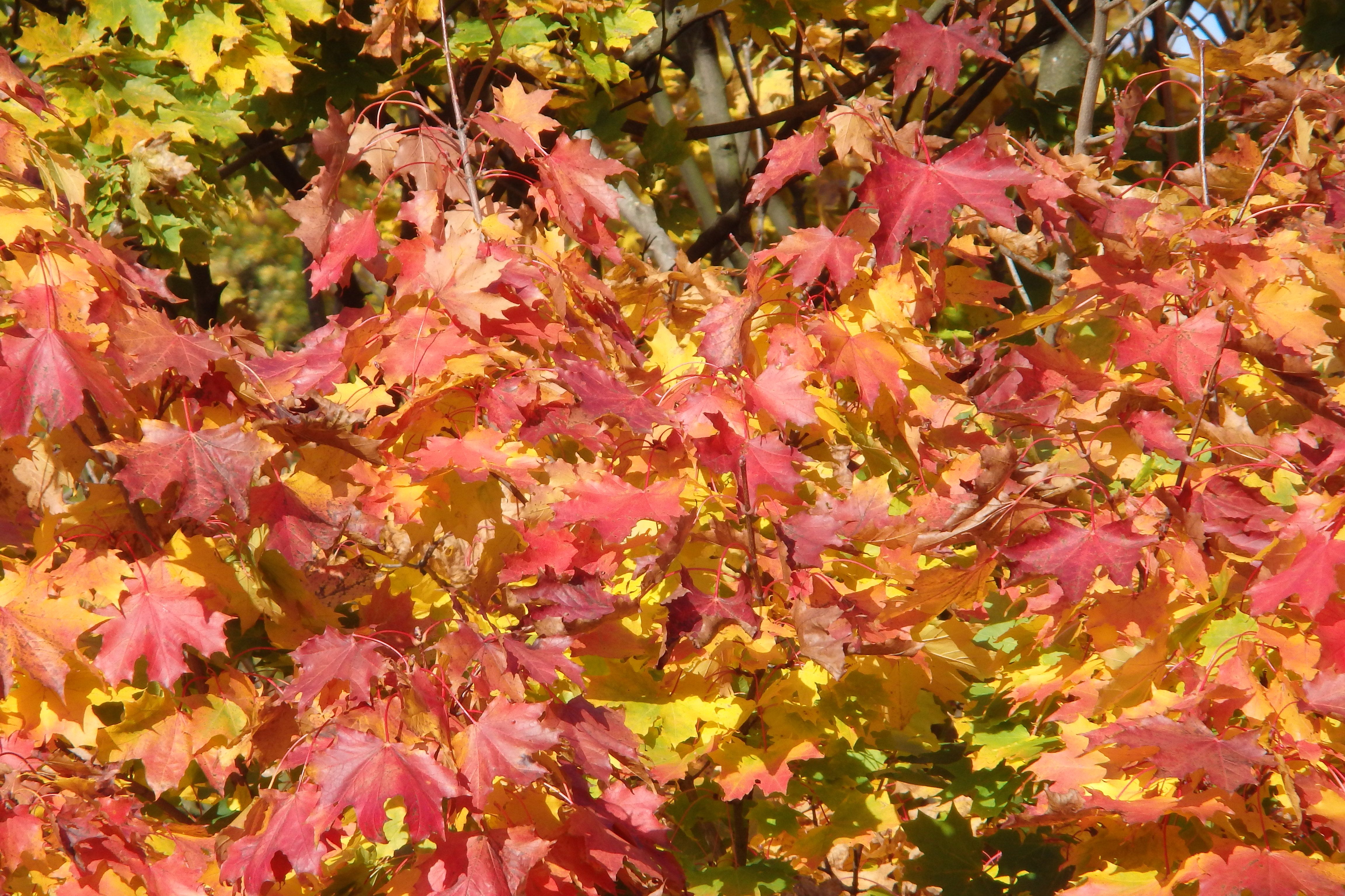 PA150010.JPG