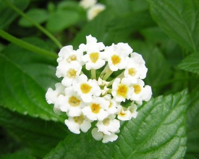 lantana-camara (1).jpg