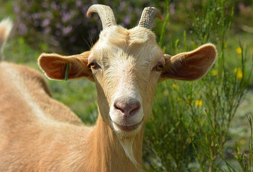 goat-2737355__340.jpg