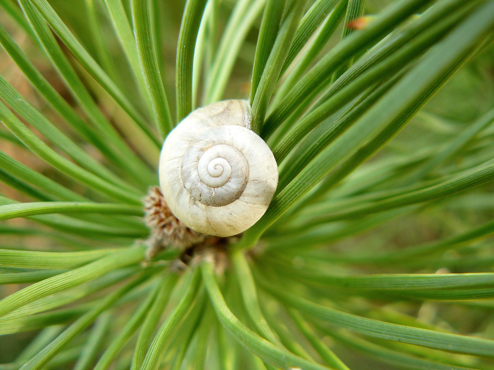 snail on pine.jpg