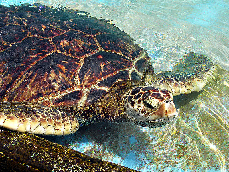 Sea-Turtle-penyu.jpg