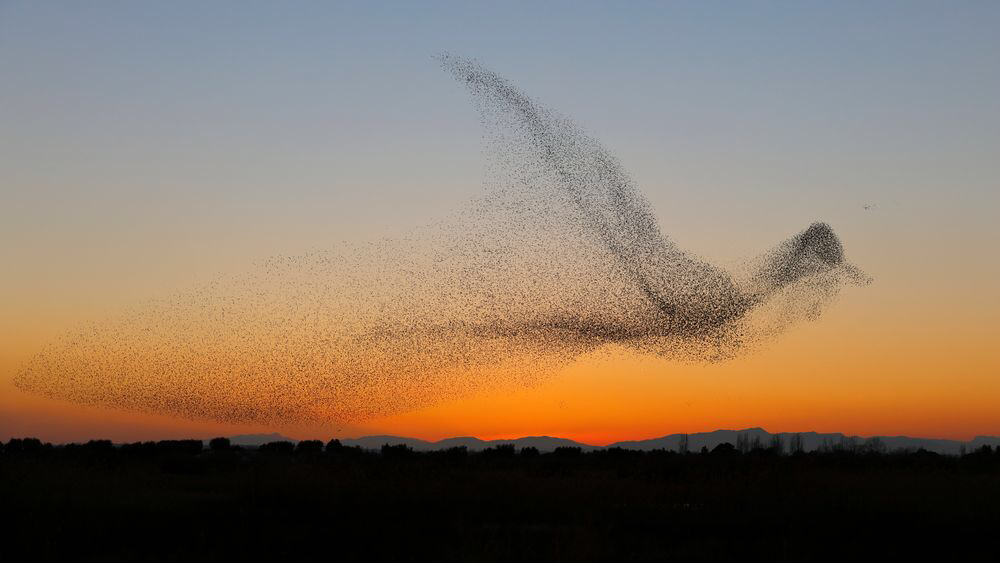 Starlings flying in a giant bird formation.jpg