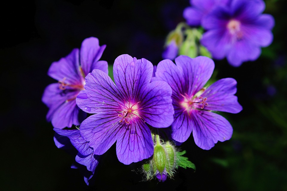 Petaled Purple Flower.jpg
