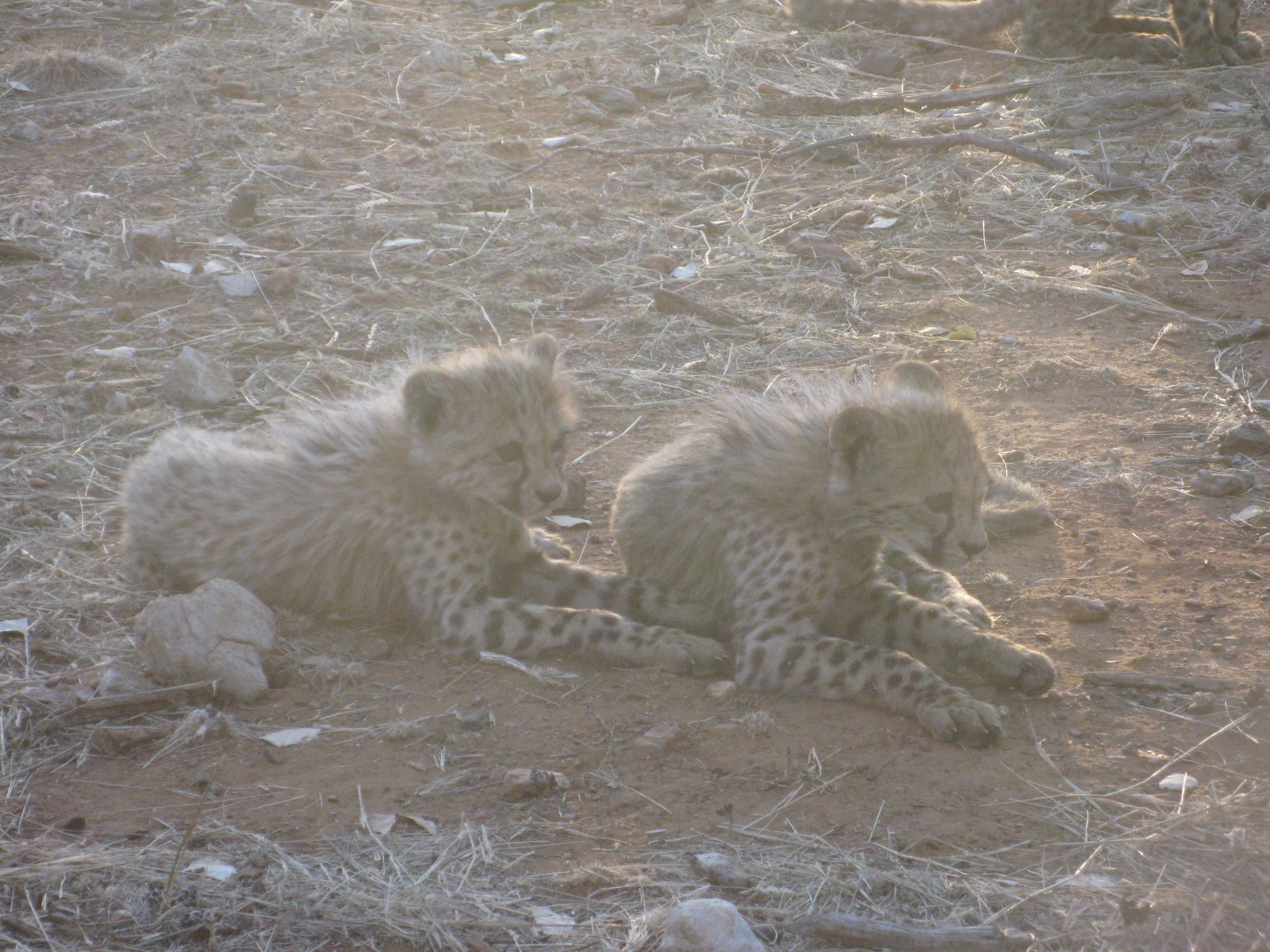 cheetah cubs 4.JPG