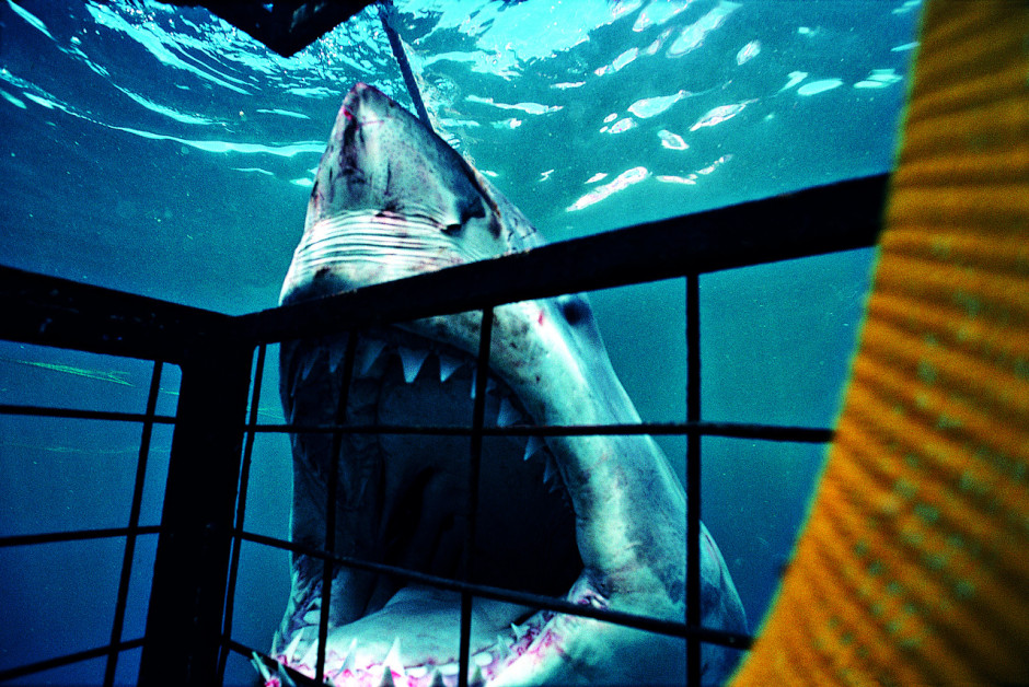 shark-diving3-940x628.jpg