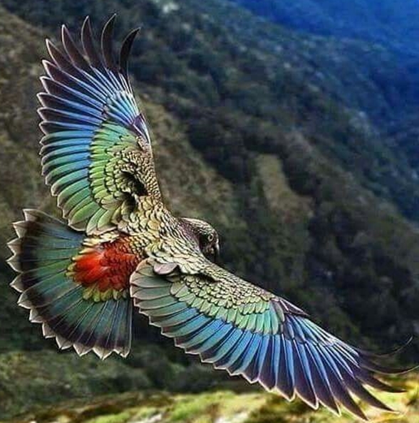 kea in flight sized.jpg