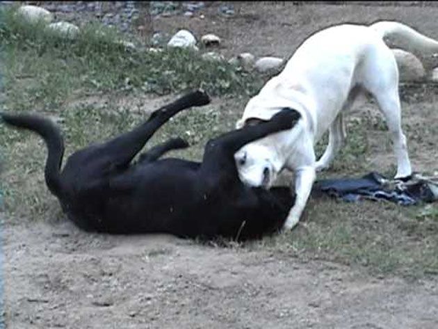 Labradors-Playing-In-The-Backyard-Cute-Lab-Video.jpg