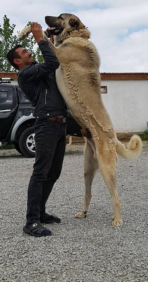 anatolian shepherd dog sivas kangal dog.jpg