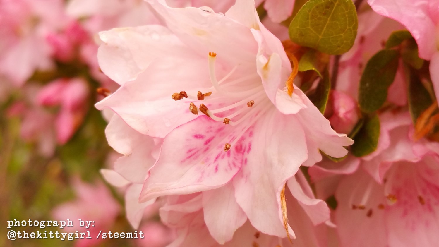 Azaleas-06.jpg