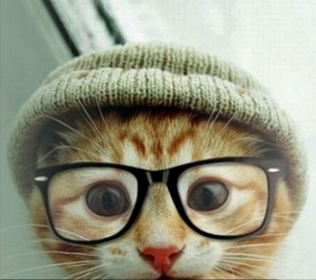 hipstercat.jpg