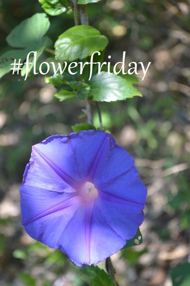 flowerfriday1.jpg