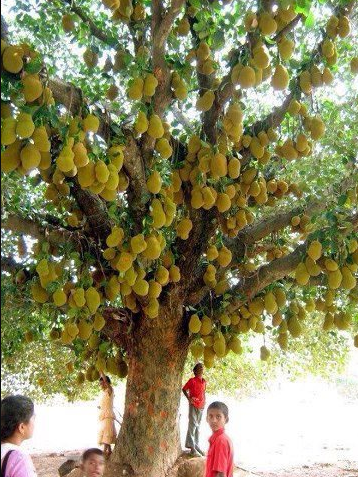jackfruit pic.PNG