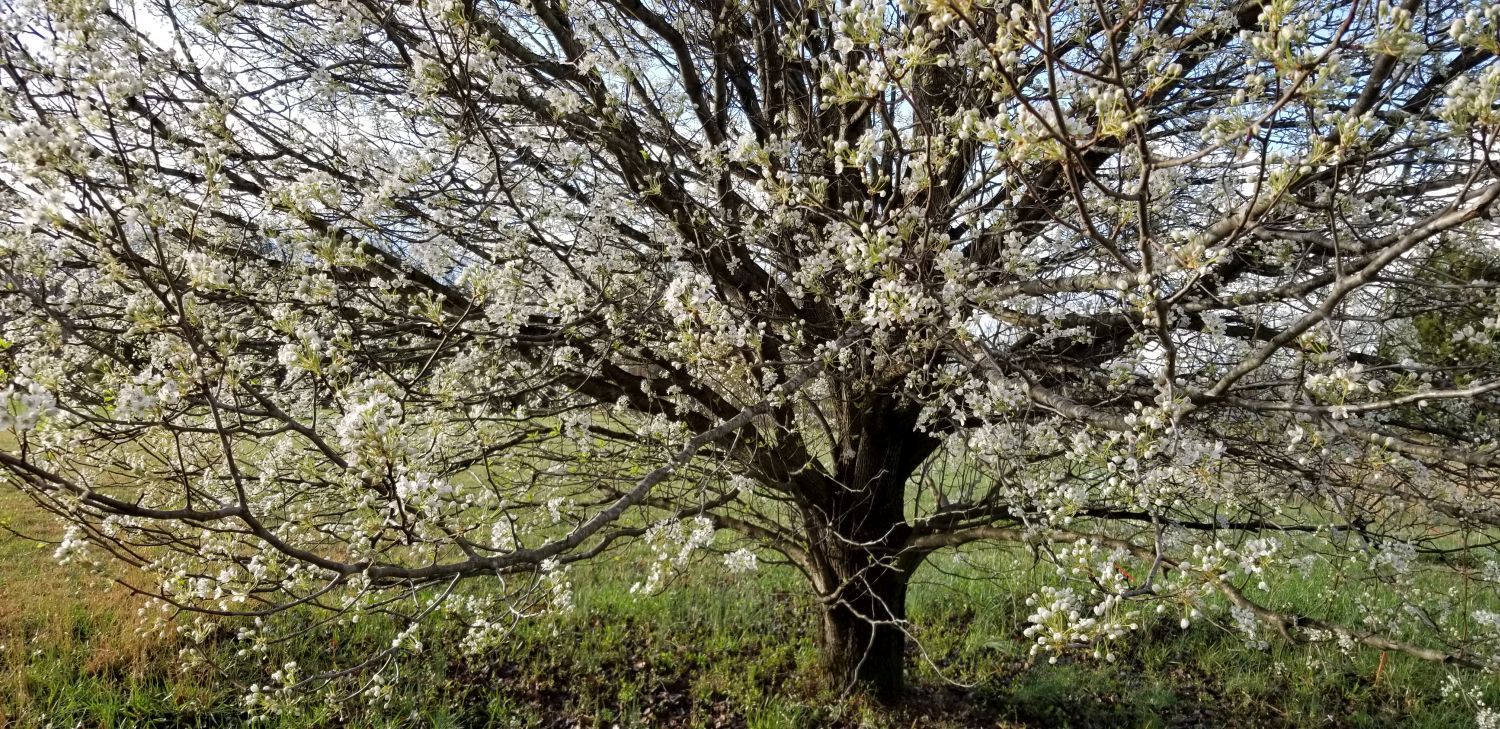 20180301_162638[1] - Bradford pear beginning to bloom.jpg