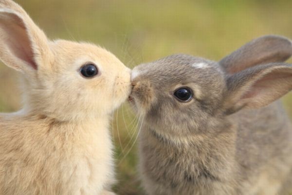 30-Cute-Bunny-Pictures-2.jpeg