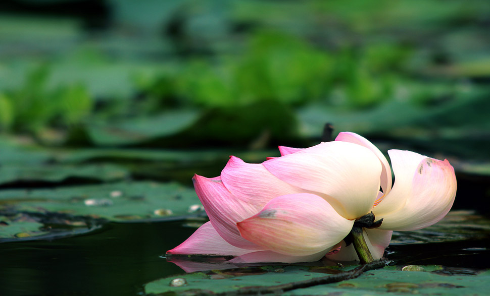 lotus-lake.jpg