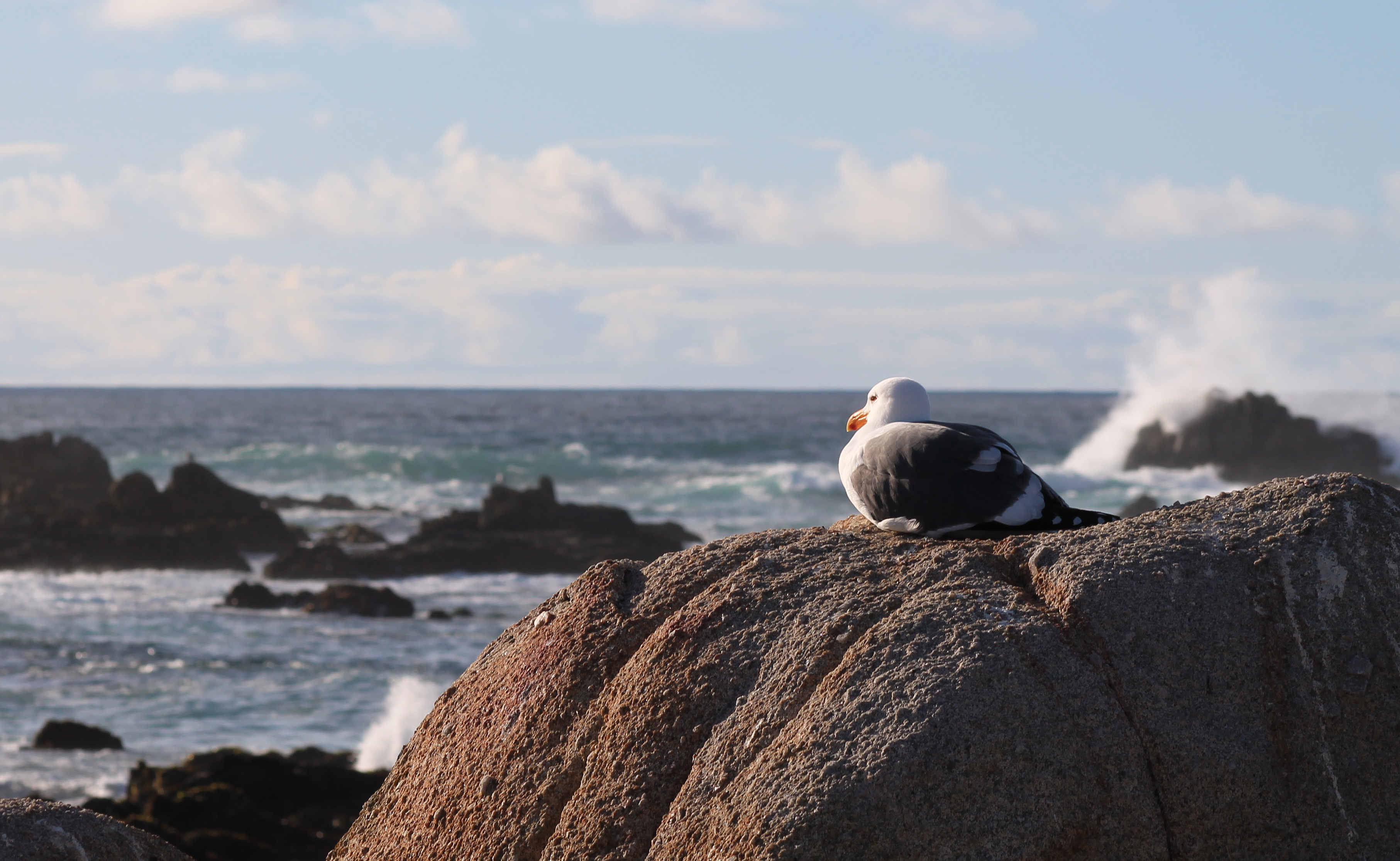 seagull.png
