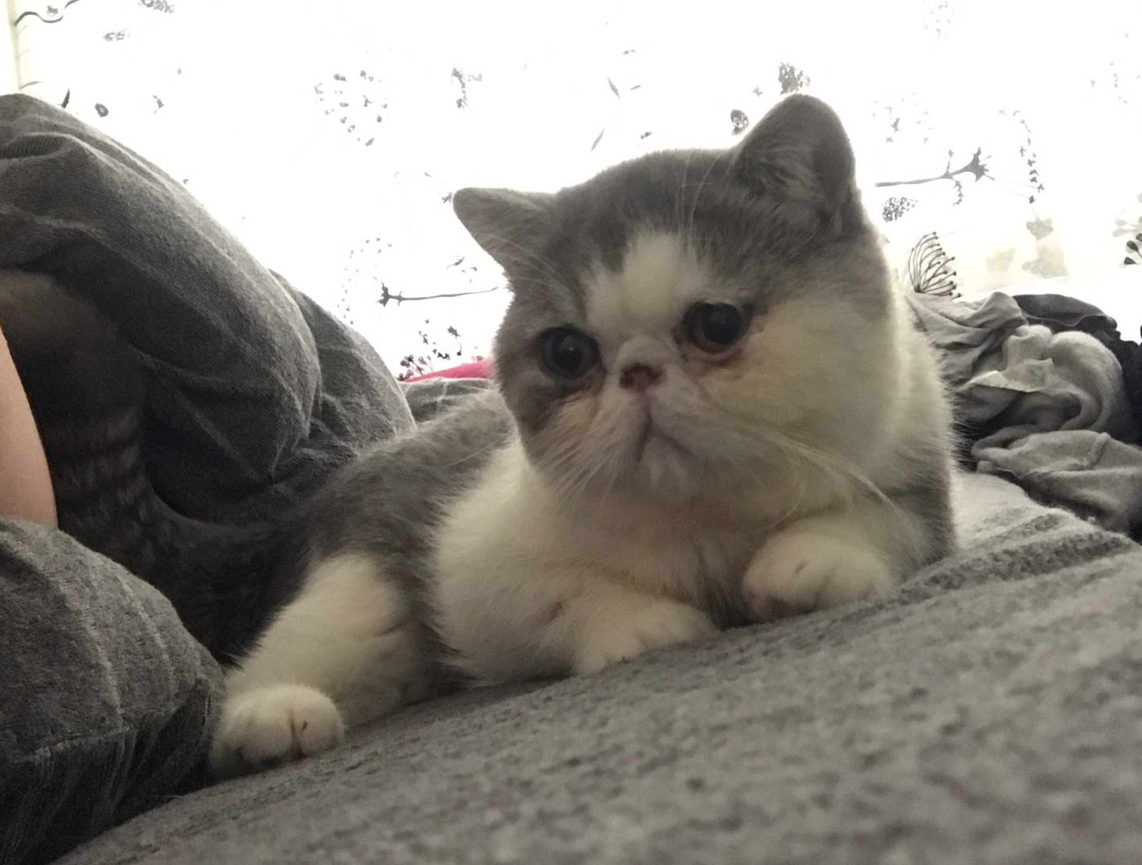 Screen Shot 2017-07-05 at 11.10.35 PM.png