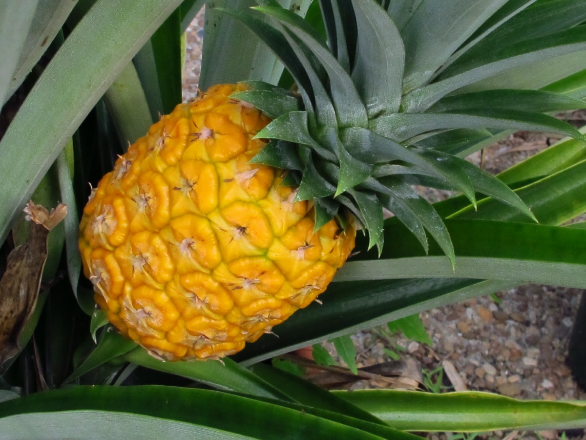 BLOG-Bromeliad-pineapple-1200x900.jpg