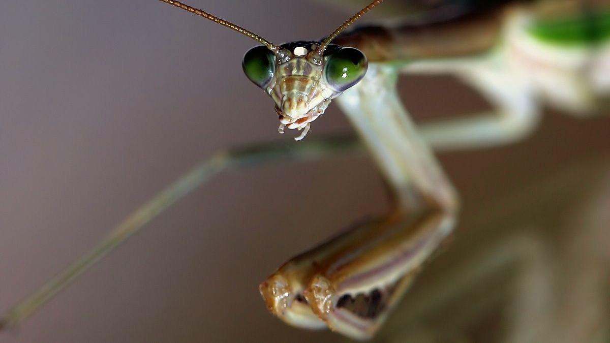 Tenodera australasiae n2 BY Tas.jpg