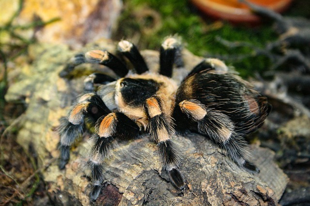 tarantula-1033341_640.jpg