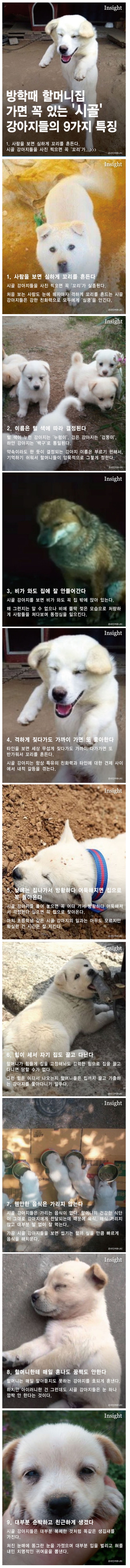 시골강아지.jpg