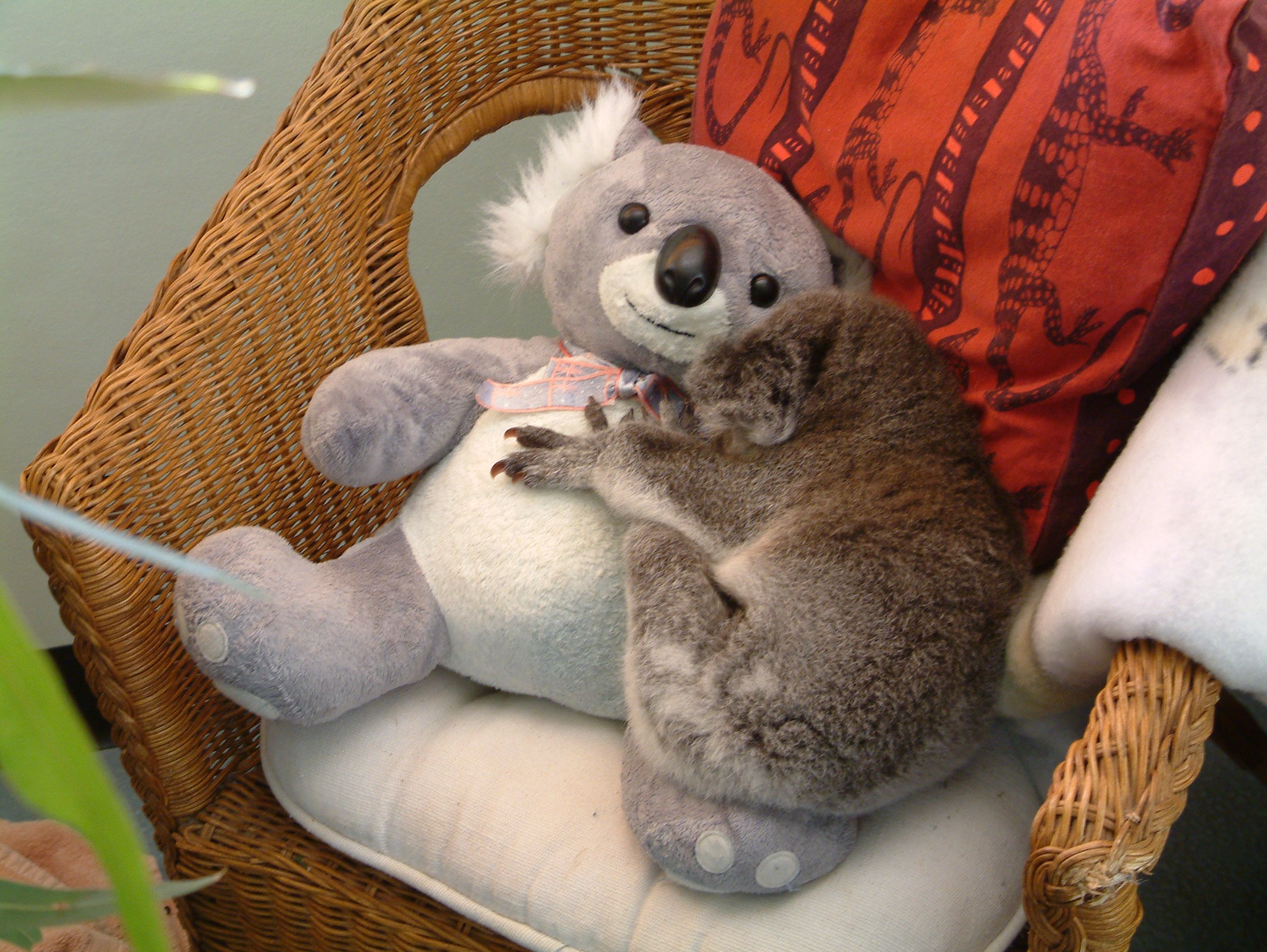 Baby Koala Time Steemit