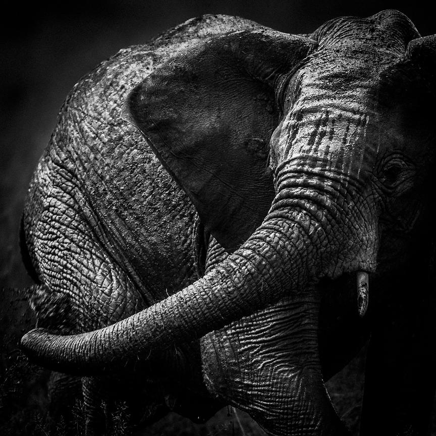 4276-Elephants_trunk_Masai_Mara_Kenya_2006_Laurent_Baheux_xgaplus.jpg