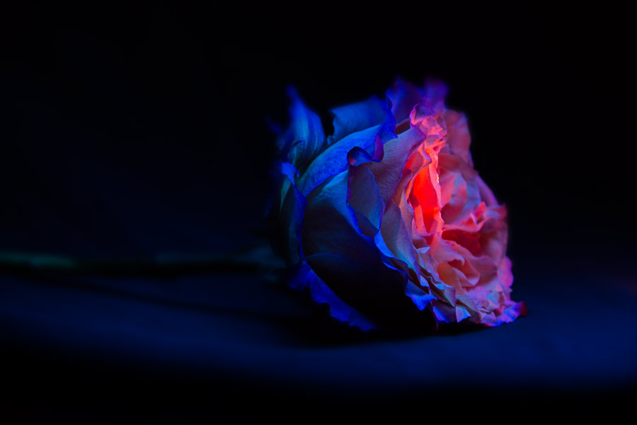 lightpainting_pitaya.jpg