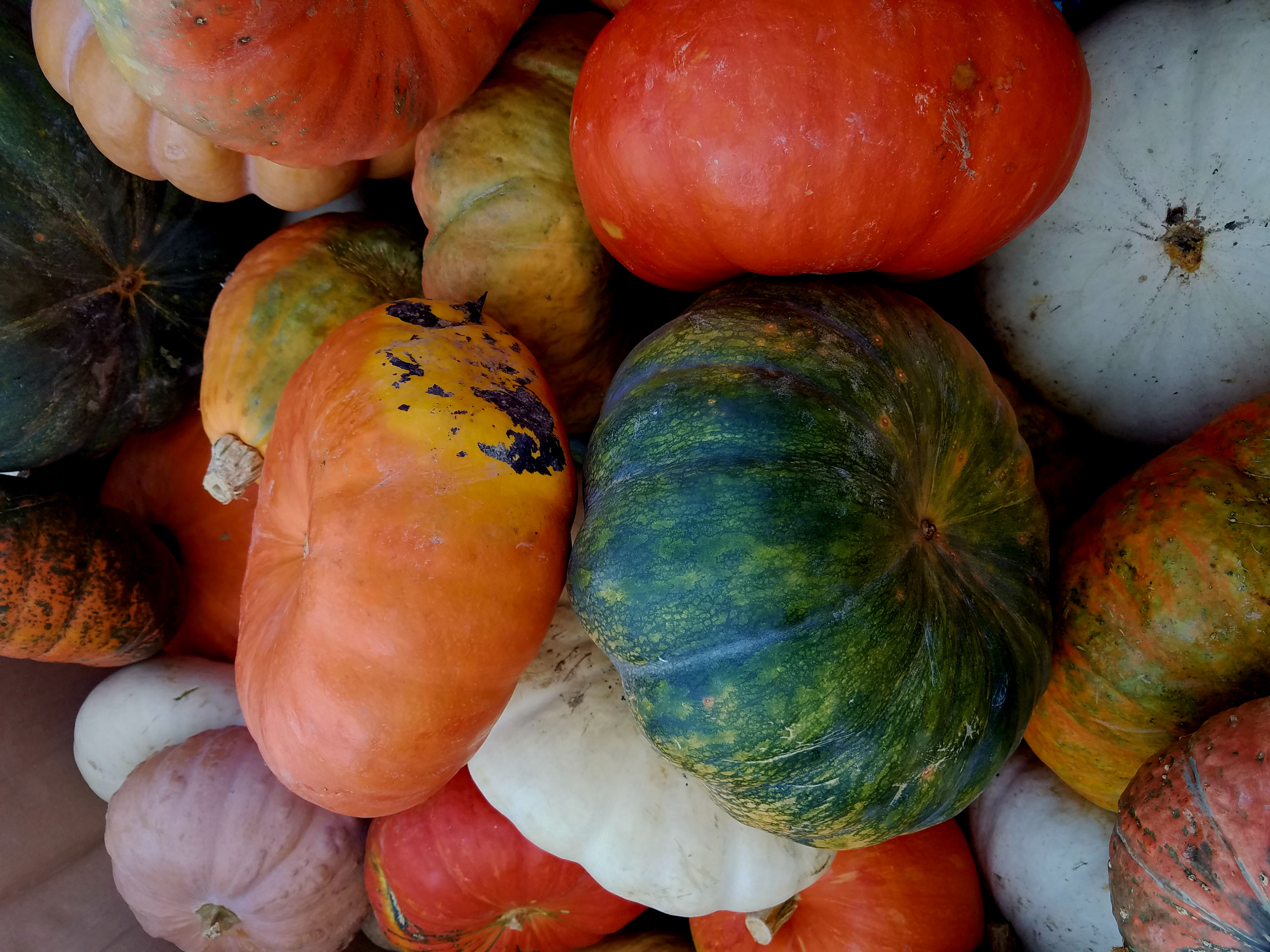 Harvest.jpg