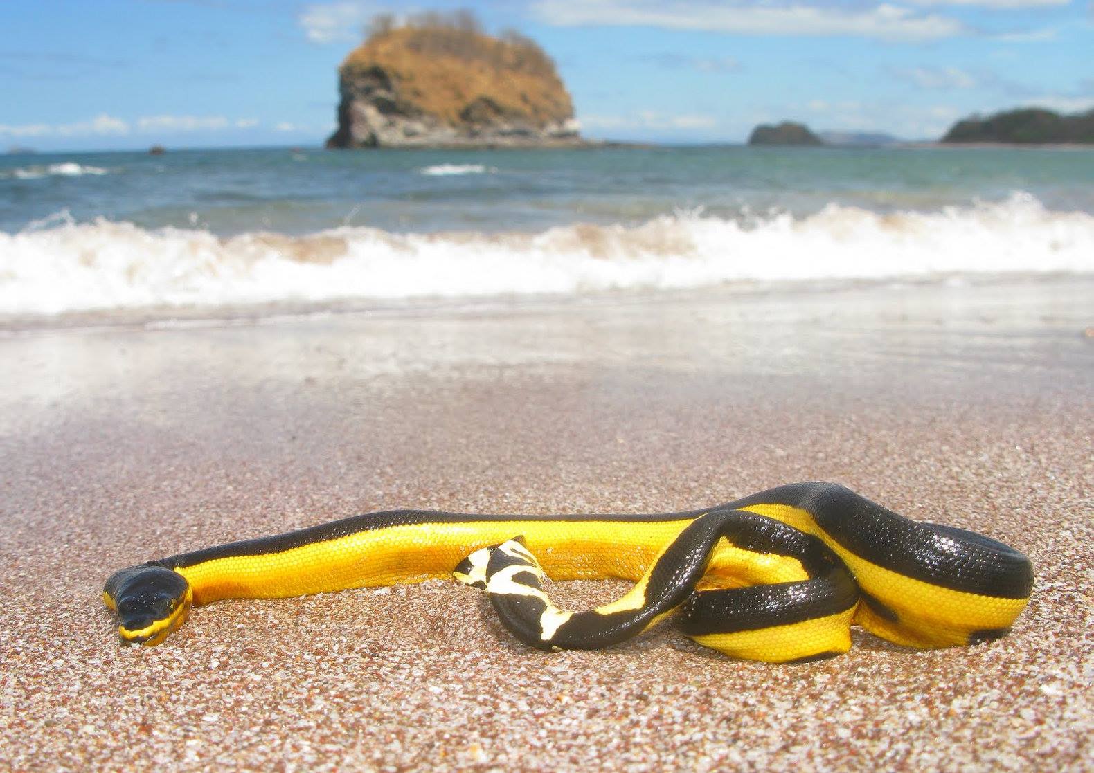 Yellow Bellied Sea Snake (Pelamis Platura).jpg