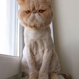 shaved-pussy-cat.jpg