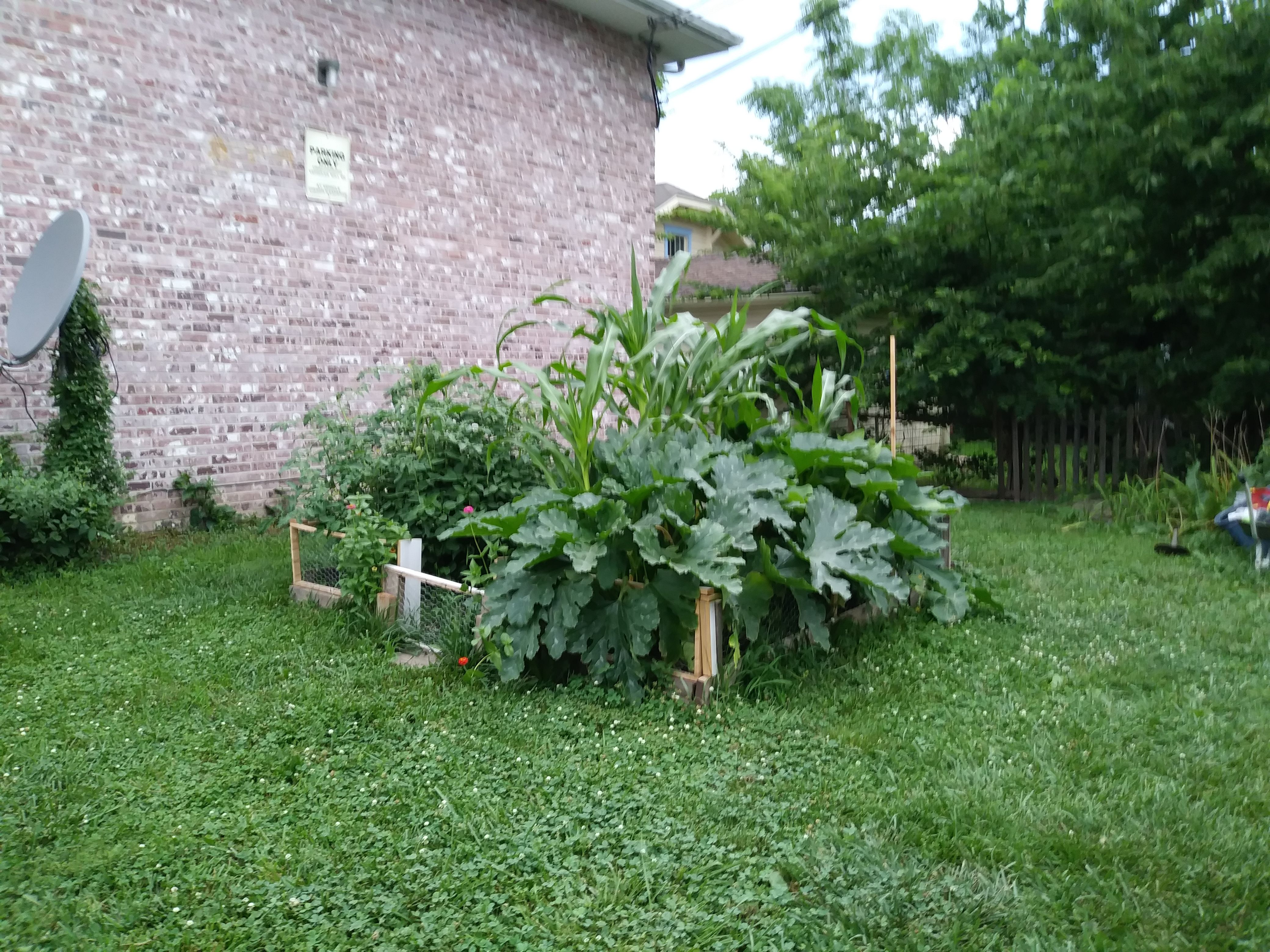 garden 72117.jpg