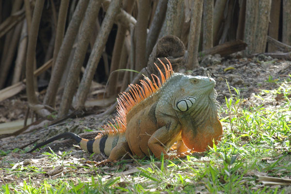 06123002PD_green_iguana.jpg