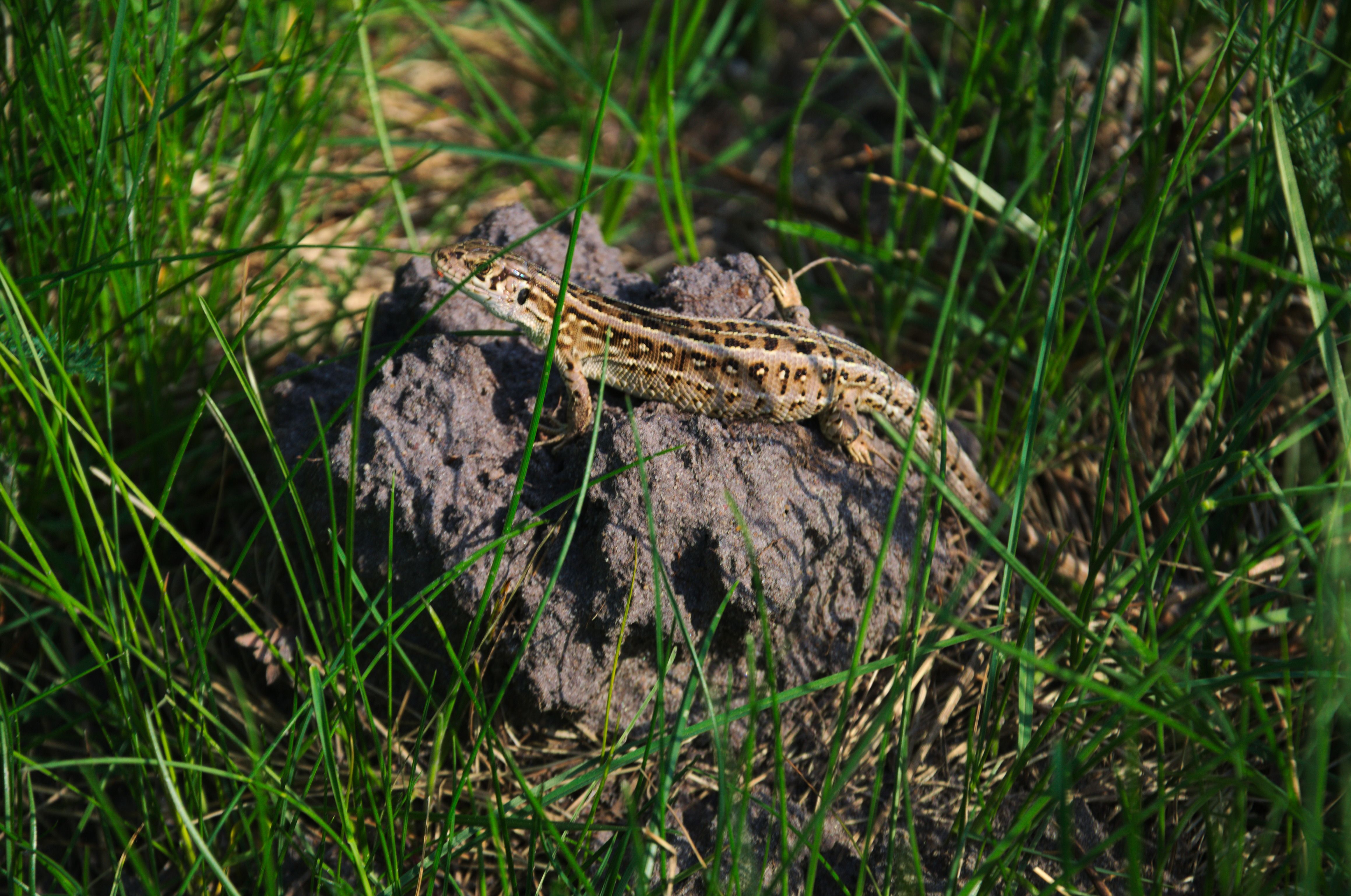 DSC_0594.jpg