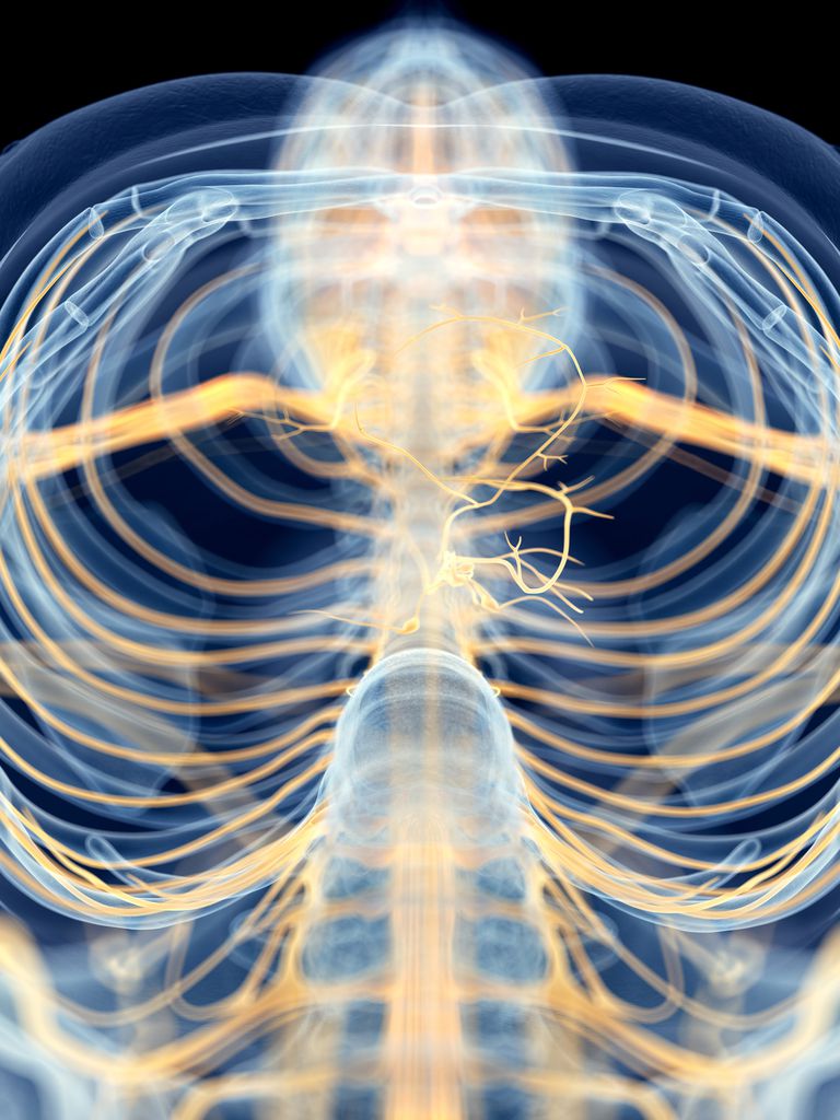 human-vagus-nerve-674417033-594b32093df78cae81f877b6.jpg