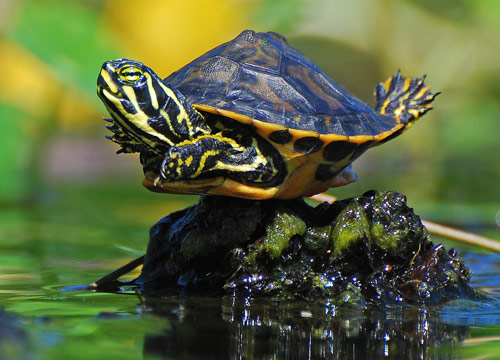 flyturtle.jpg