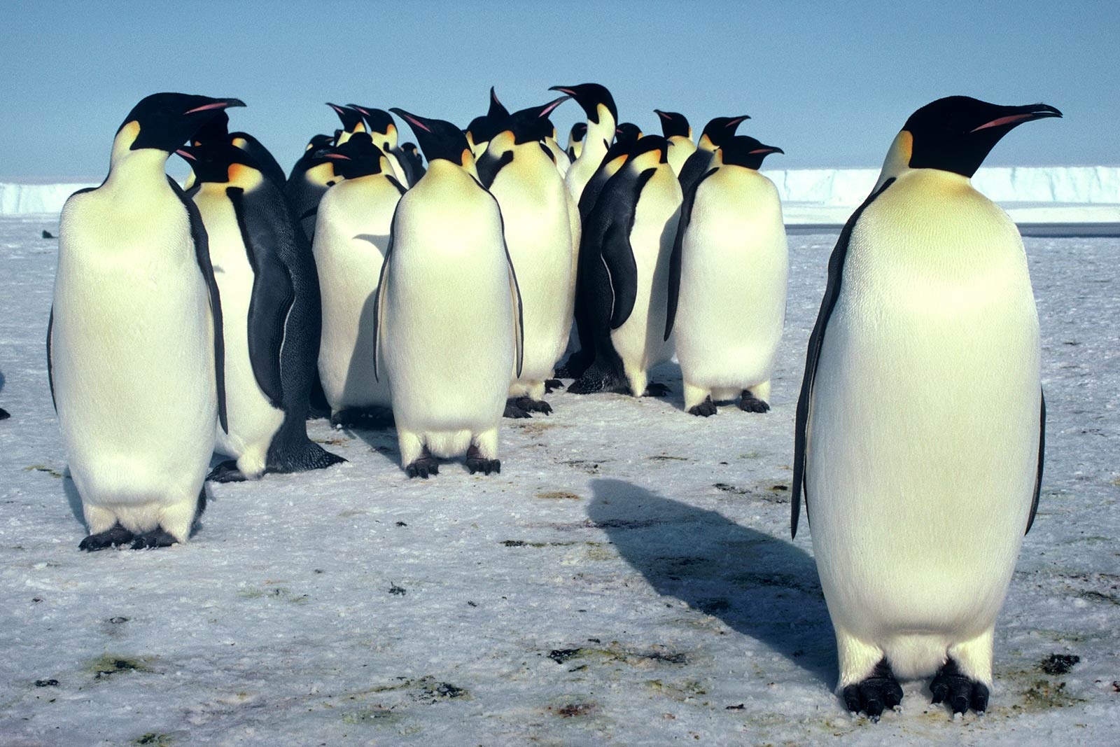 penguin.jpg