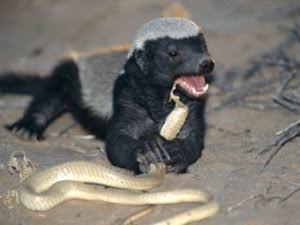Facts about Guiness MOST FEARLESS ANIMAL IN THE WORLD. — Steemit Facts about Guiness MOST FEARLESS ANIMAL IN THE WORLD. — Steemit