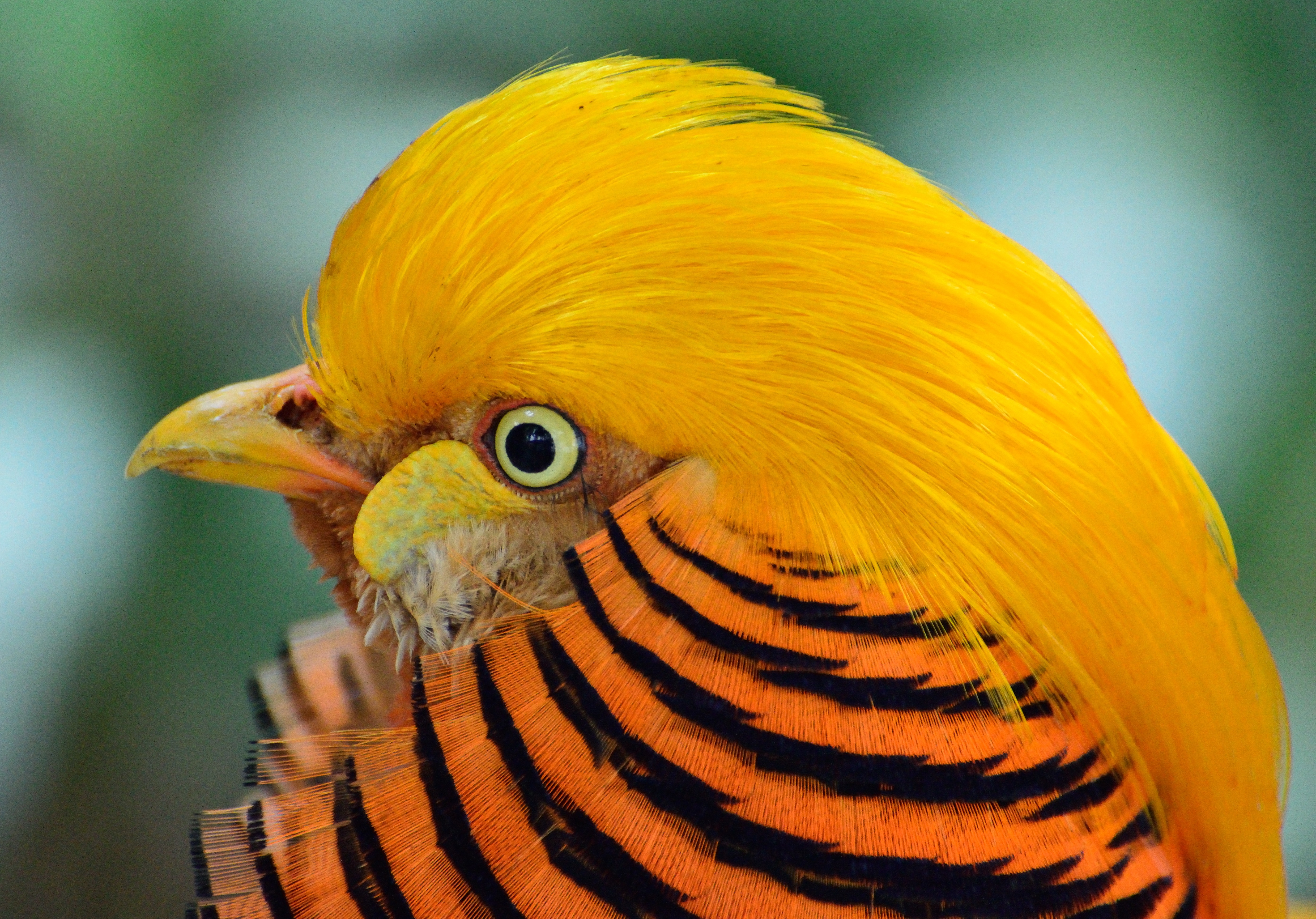 golden-pheasant-bird-exotic-wildlife-57445.jpeg