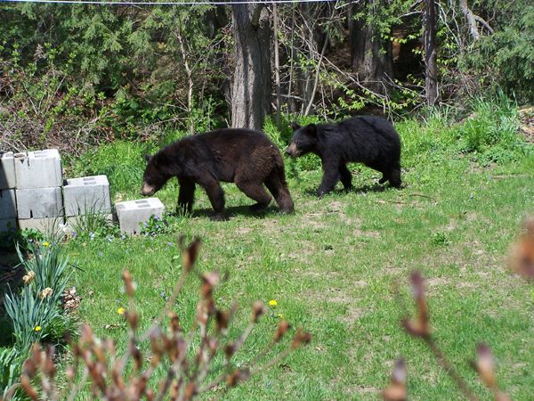 Bear and cubs13 crop May 2018.jpg