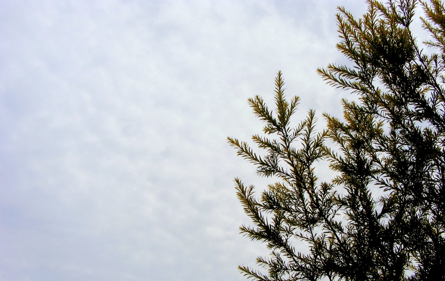 Fur tree