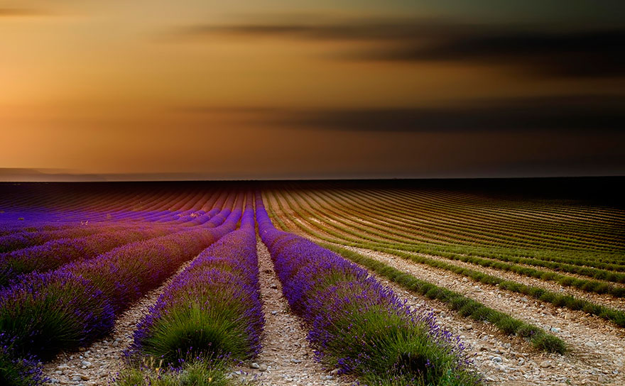 lavender-fields-harvesting-71.jpg