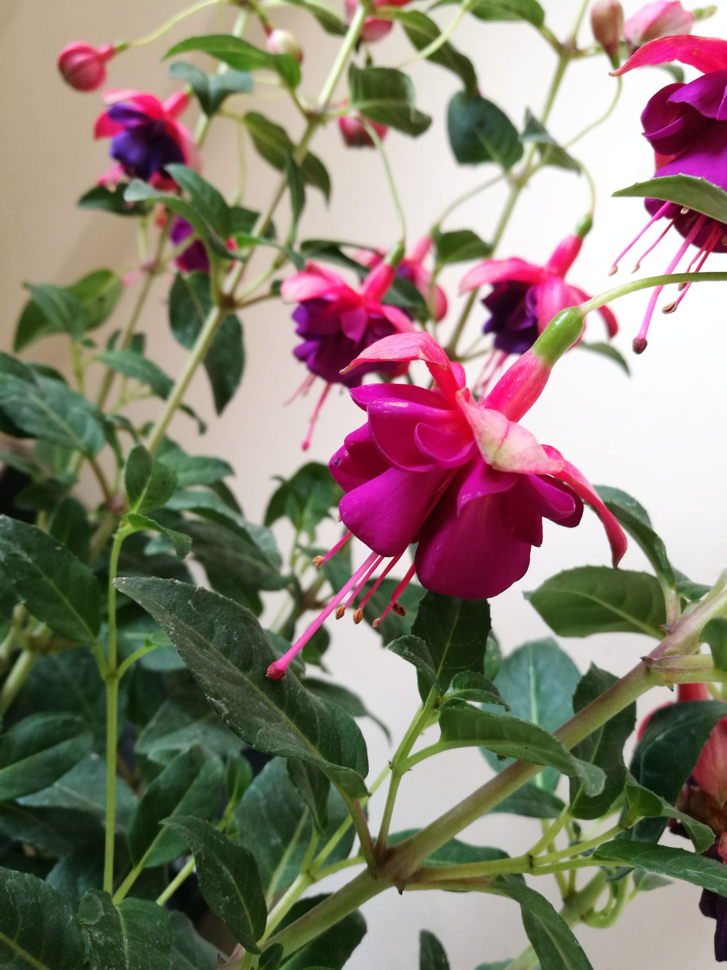 KÜPE ÇİÇEĞİ — Steemit