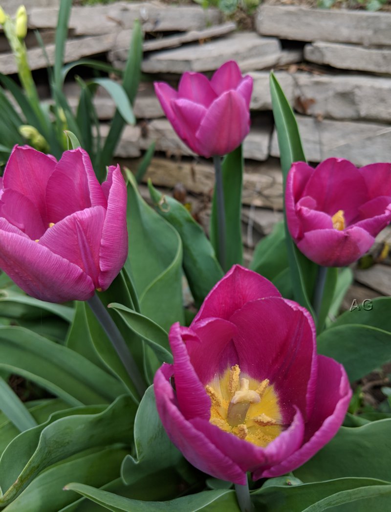 FirstTulips.jpg